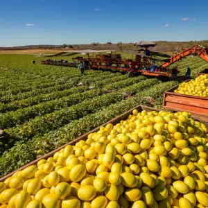 Fruticultura Semipresencial em Juazeiro